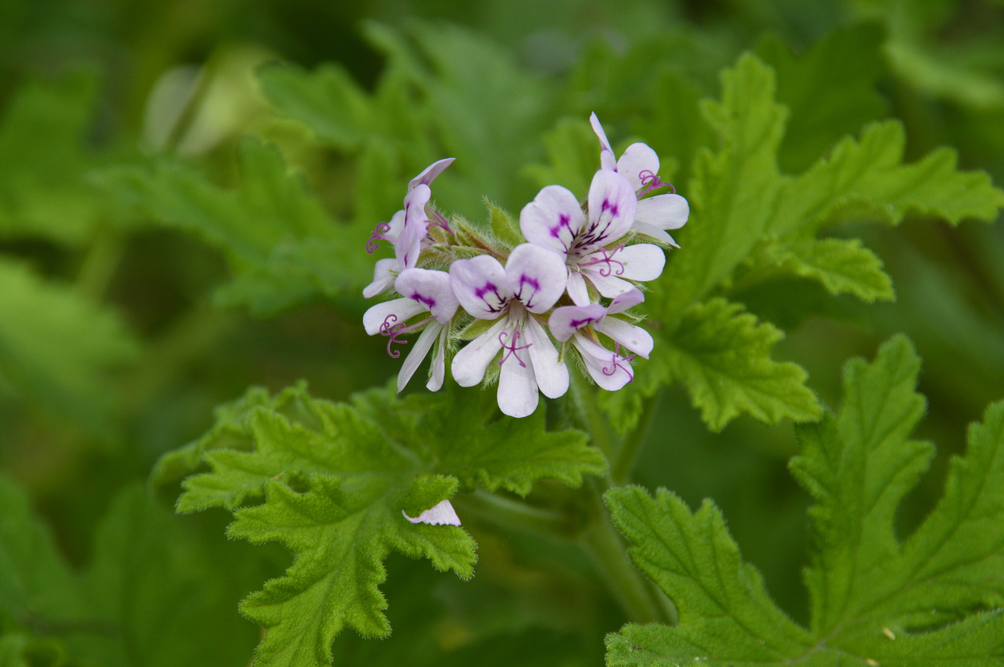 Pelargonium graveolens